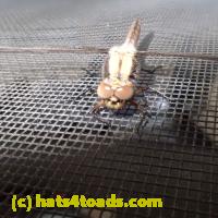 /home//u458753944/public_html/sourcegallery////////////Insects and small critters/dragonflies and damselflies/P5310598.JPG